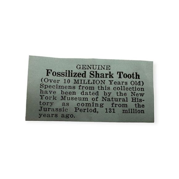 Genuine shark tooth cuff link in a clear box - Picture 8 of 12